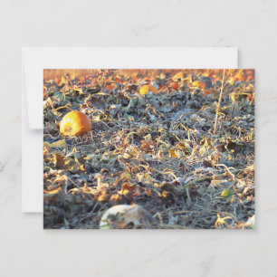 Frosted Pumpkin Patch Postcard