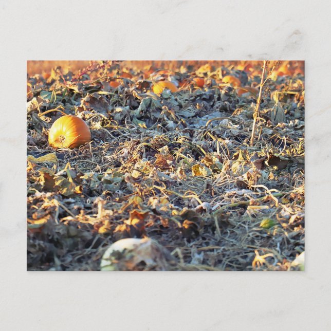 Frosted Pumpkin Patch  Postcard (Front)