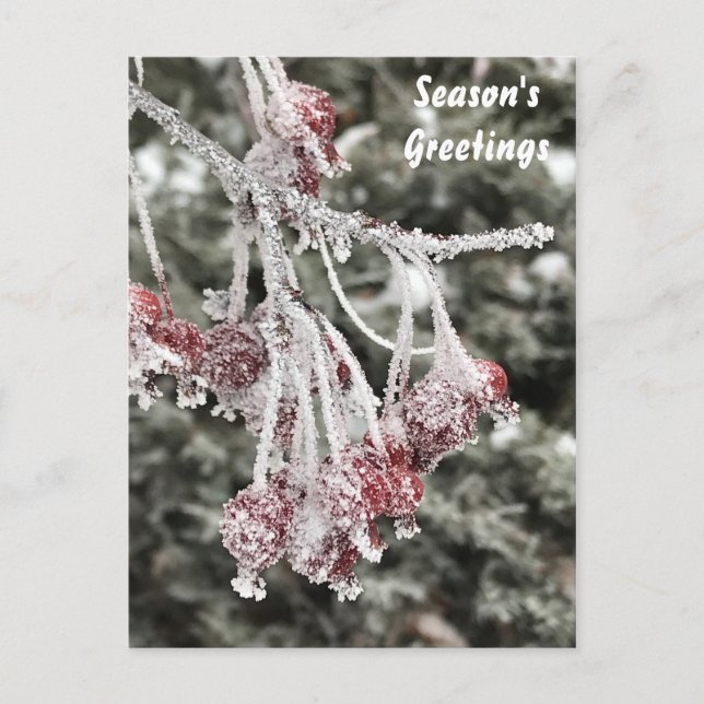 Frosted Red Jewel Crabapple Tree Berries Holiday Postcard (Front)
