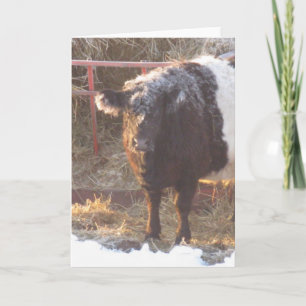 Frosty Belted Galloway Cow Holiday Card