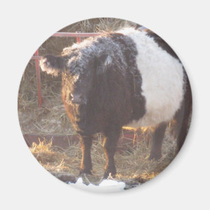 Frosty Belted Galloway Cow Magnet