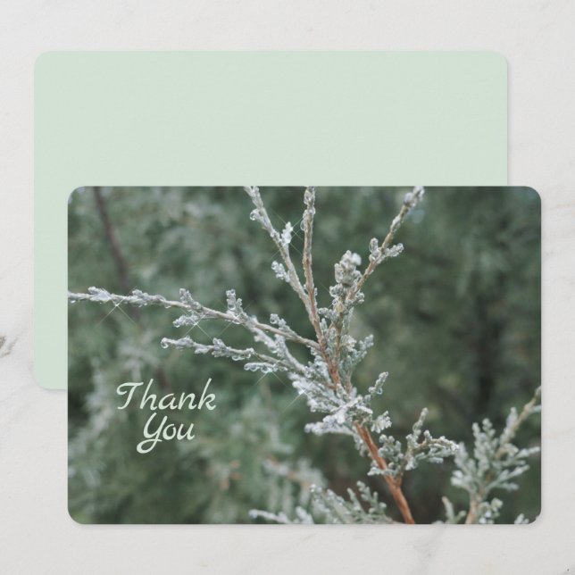 Frosty Evergreen Christmas Nature Photo Thank You Card (Front/Back)