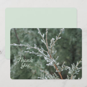 Frosty Evergreen Christmas Nature Photo Thank You Card