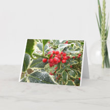 frosty holly Christmas