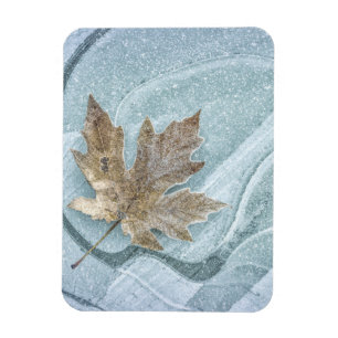 Frosty Maple Leaf Frozen on Ice Magnet
