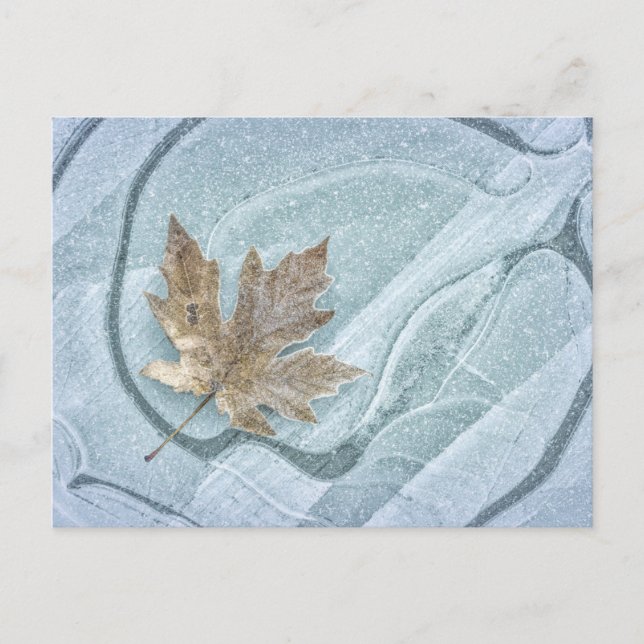 Frosty Maple Leaf Frozen on Ice Postcard (Front)