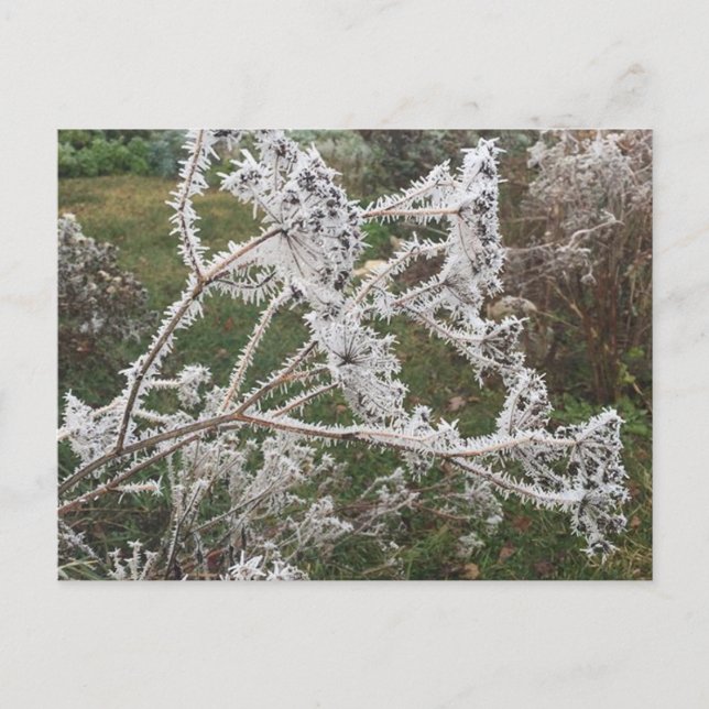 Frosty Morning Garden Postcard (Front)