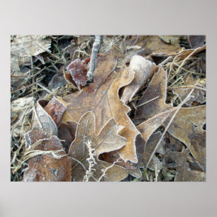 Frosty Morning Leaves Poster