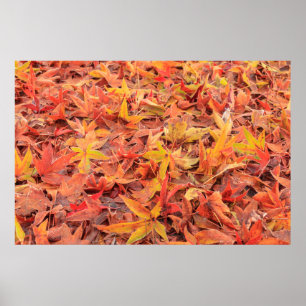 Frosty morning, Mill Creek, WA, USA Poster