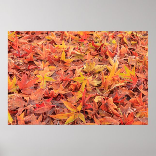 Frosty morning, Mill Creek, WA, USA Poster (Front)