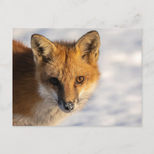 Frosty Nose Fox Postcard