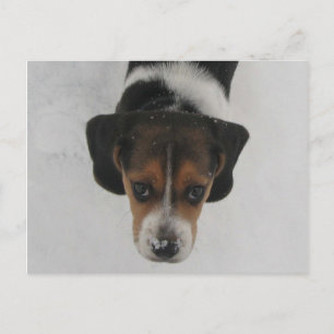 Frosty Nose Postcard