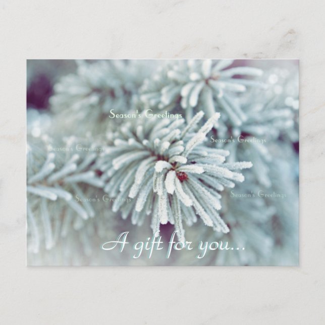 Frosty Pine Bough Holiday Gift Certificate Postcard (Front)