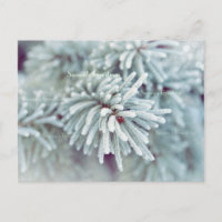 Frosty Pine Bough
