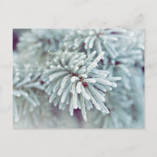 Frosty Pine Bough Holiday Postcard