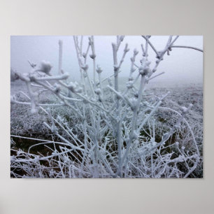 Frosty Plants Winter Landscape Poster