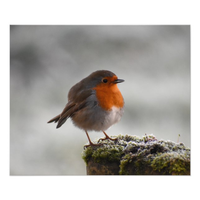 Frosty Robin Photo Print (Front)
