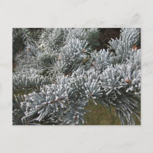 Frosty Spruce Postcard