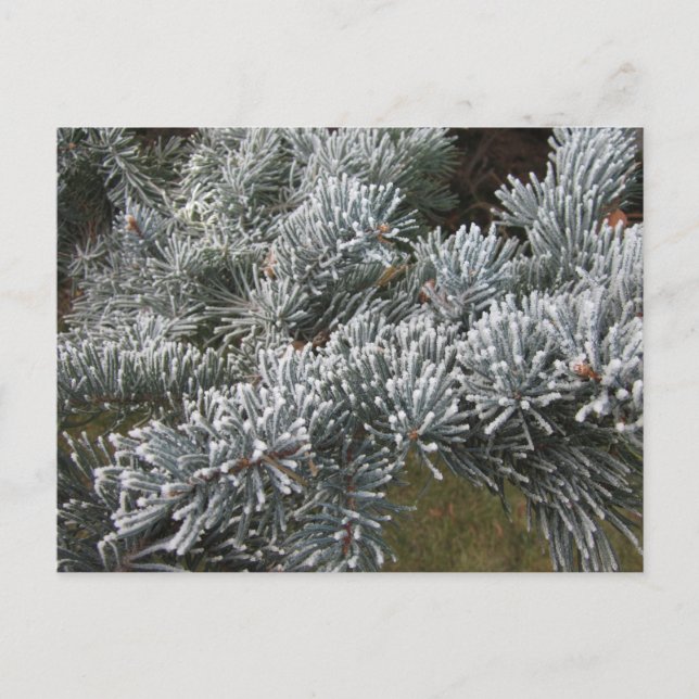 Frosty Spruce Postcard (Front)