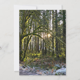 frosty sunlite moss invitation