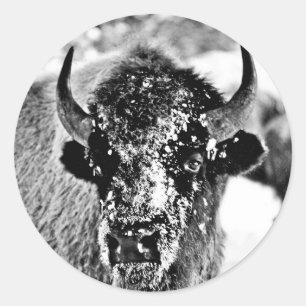 Frosty Yellowstone Bison Classic Round Sticker
