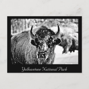 Frosty Yellowstone Bison Postcard