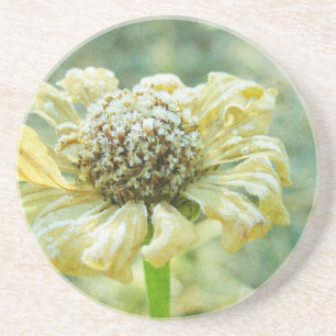 Frosty Zinna Coaster