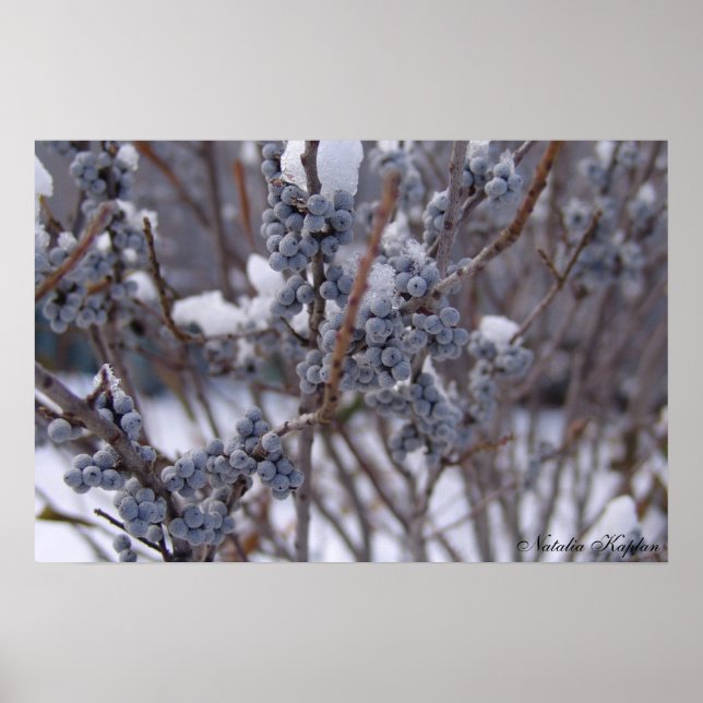 Frozen Berries Poster (Front)