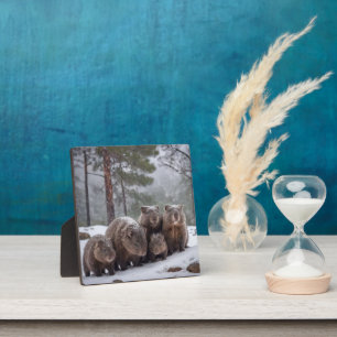 Frozen Burrow: Australian Wombat Family, Plaque