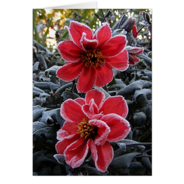 Frozen Dahlia 65 ~ card (Front)