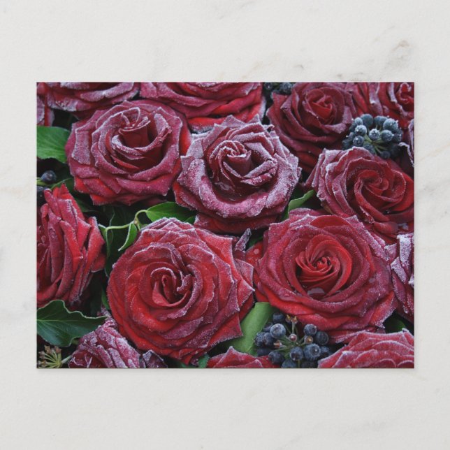 Frozen Dark Red Roses On A Grave Postcard (Front)
