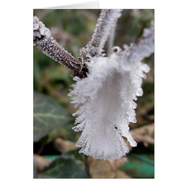 frozen feather (Front)