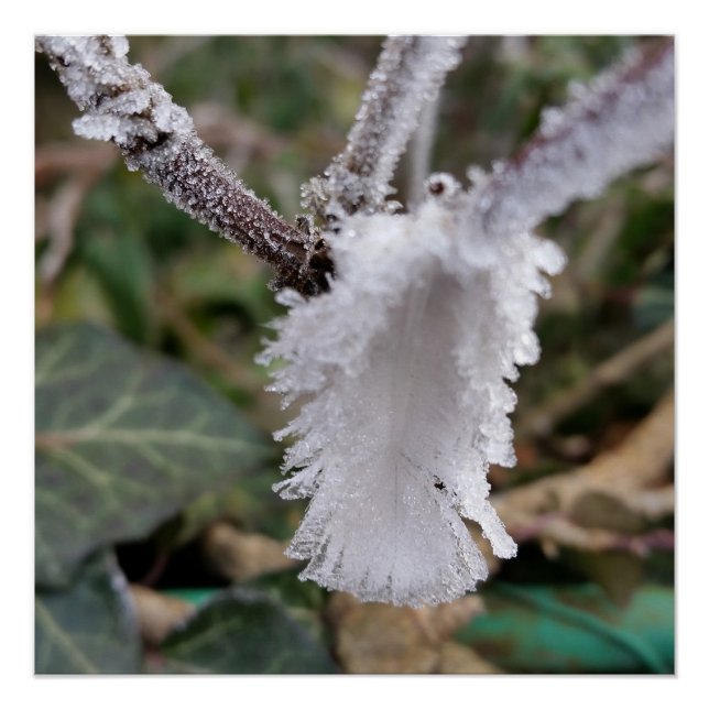 frozen feather poster (Front)