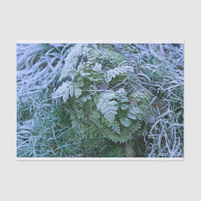 Frozen Fern Tissue Paper (Front)