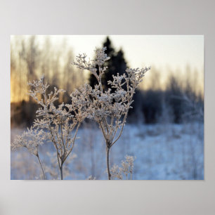 Frozen Flower Poster