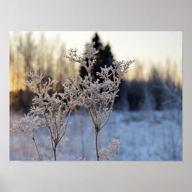 Frozen Flower Poster (Front)