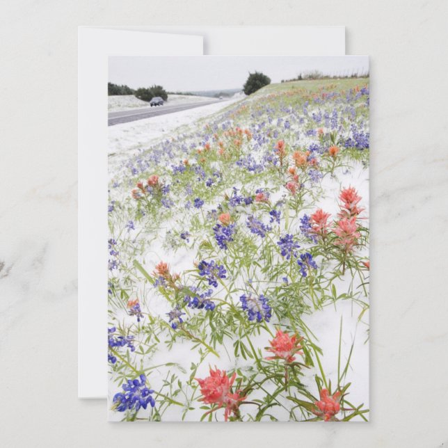 Frozen Flowers (Front)