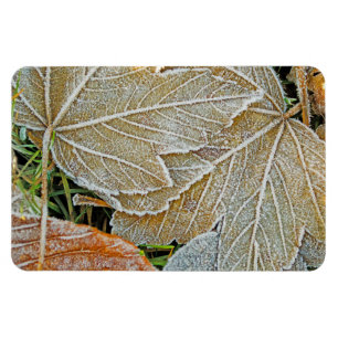 Frozen Maple Magnet