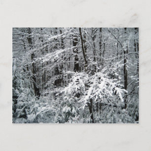 Frozen Tree Branches Postcard