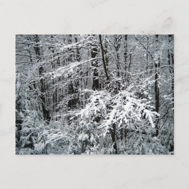 Frozen Tree Branches Postcard (Front)