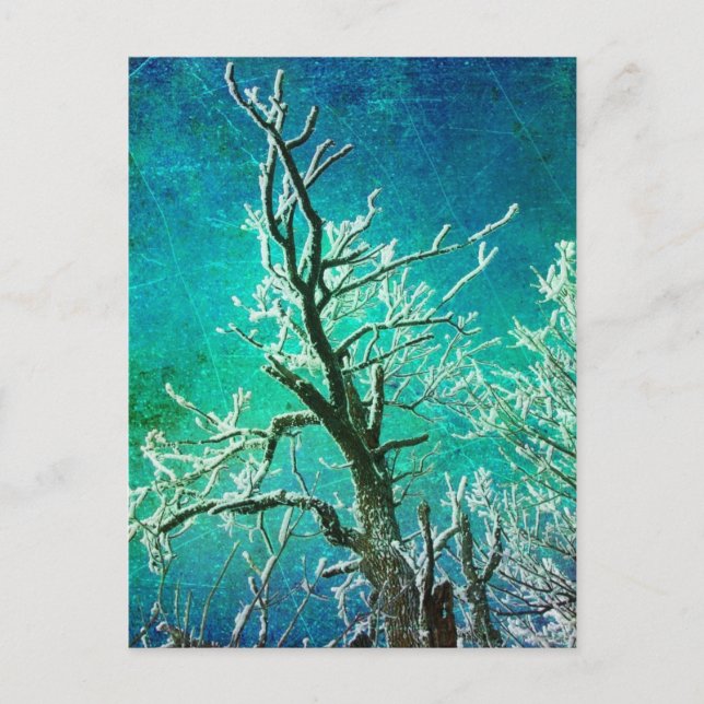 Frozen Winter Tree  Postcard (Front)