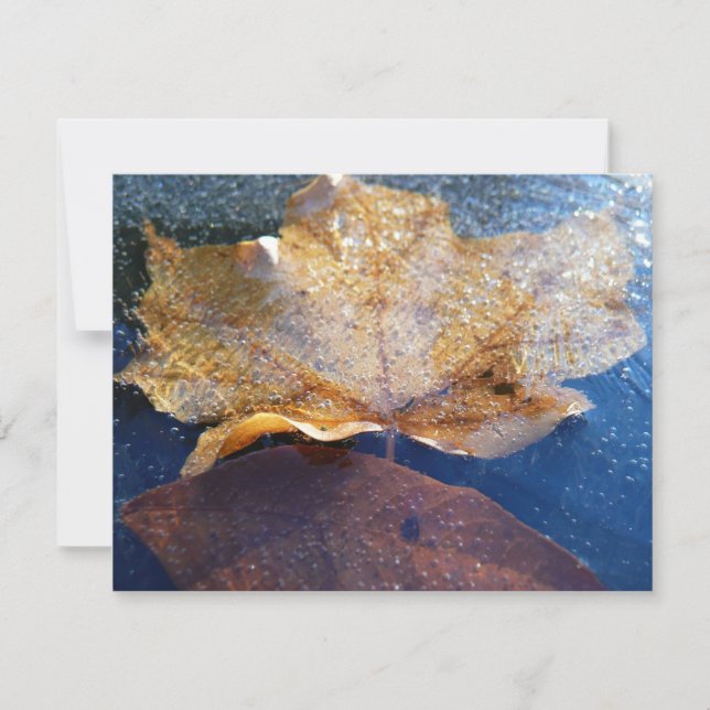 Frozen Yellow Maple Leaf Autumn Nature (Front)