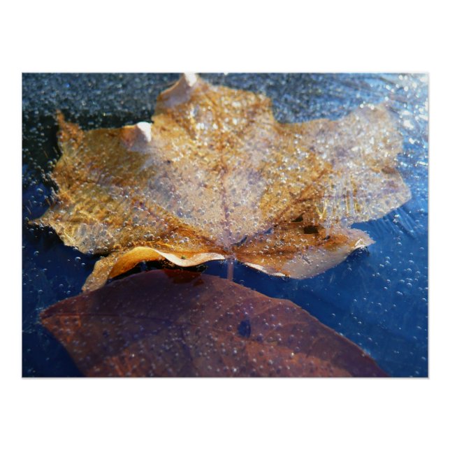 Frozen Yellow Maple Leaf Autumn Nature Poster (Front)