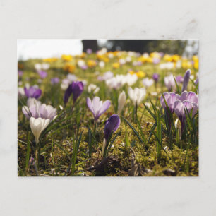 Frühlings Wiese mit Krokus im Gegenlicht Postcard
