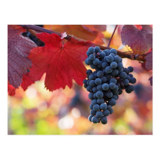 Fruit and Food Postcard 72