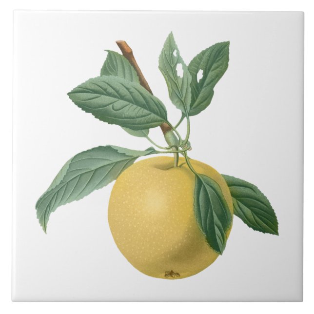 Fruit Apple Botanical Illustration Tile (Front)