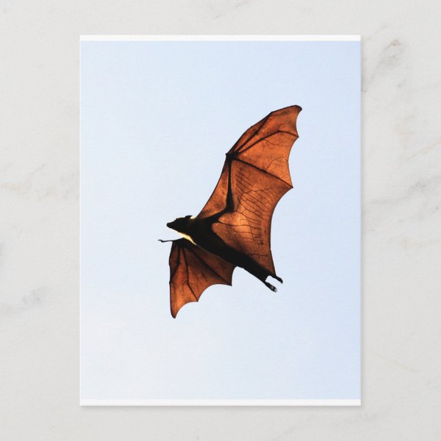 Fruit bat (flying fox) postcard (Front)