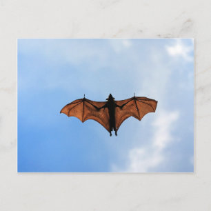 Fruit bat postcard
