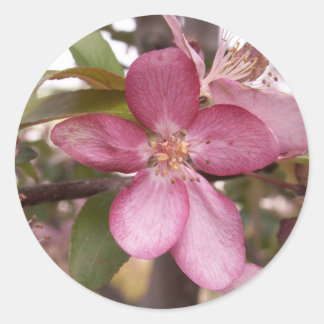 Fruit Blossom Stickers