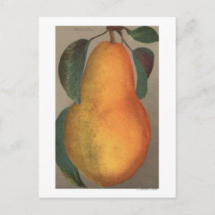 Fruit Chromo Lithograph of Bartlett Pear Postcard